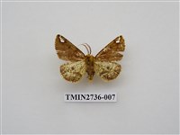 藏品(尺蛾292)的圖片